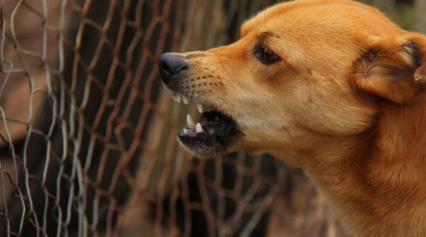 Proprietarul câinilor care au atacat un copil în Botoșani a fost reținut de polițiști