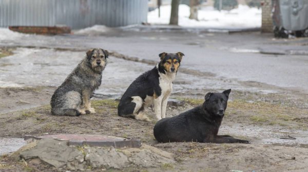Un bărbat de 67 de ani din Olt, cercetat pentru că ar fi ucis patru câini