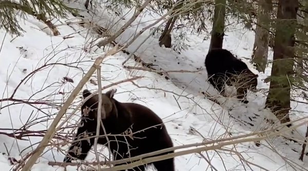 Urși surprinși prin zăpadă, în pădurile din Suceava: 