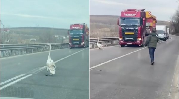 O lebădă a reușit să blocheze un drum european | Cum au reacționat șoferii