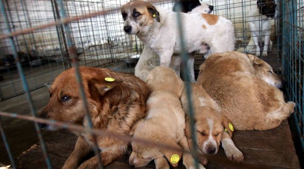 Câinii traficați de români în Europa, cărăuși de droguri pentru carteluri 