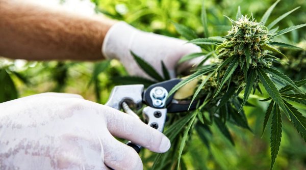 Legalizarea cannabisului medicinal, discutată în Parlament | 