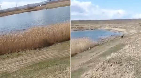 imagini rare pui urs coborat padure baie lac sascut bacau