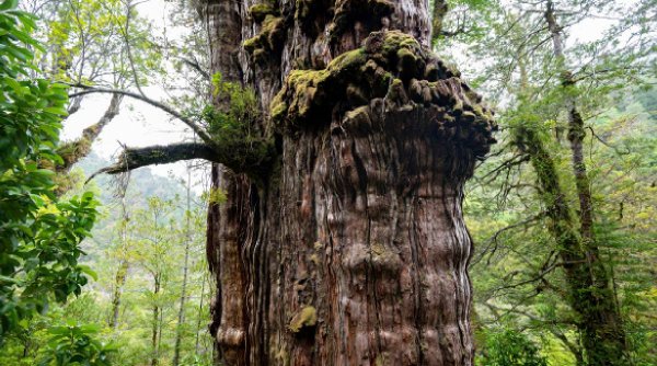 Un chiparos de 28 de metri, cel mai bătrân arbore din lume. Unde se află și câți ani se estimează că are