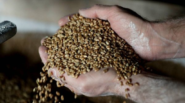 Testele de laborator confirmă prezența pesticidelor nocive într-un transport de grâu ucrainean importat în Slovacia