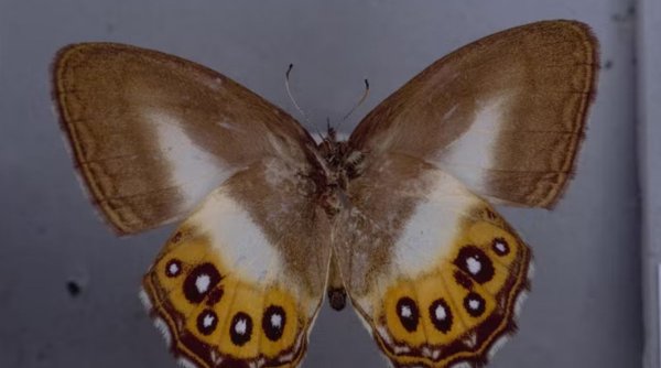 Cercetătorii au descoperit un nou tip de fluture. Poartă numele unui personaj celebru de film