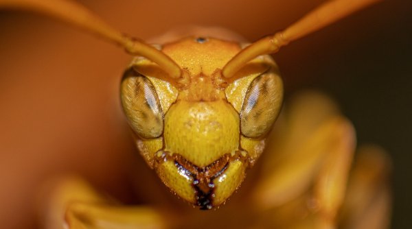 Noi specii de insecte, identificate pentru prima dată în România. Imagini inedite!