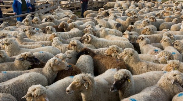 Premieră: România și Maroc au încheiat un acord privind exportul de ovine