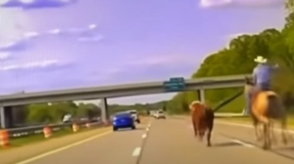 Urmărire spectaculoasă pe o autostradă din SUA: un cowboy cu lasou a prins o vacă scăpată de sub control