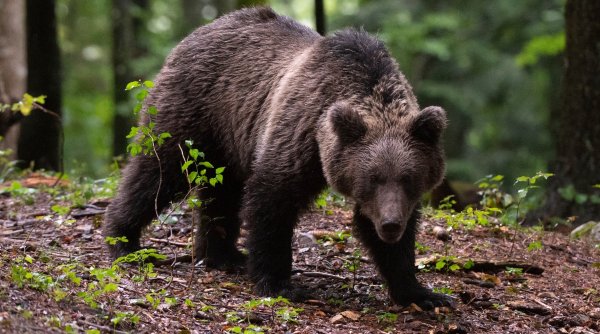 Un urs a intrat în curtea unei case din Brașov. Autoritățile au trimis mesaj Ro-Alert