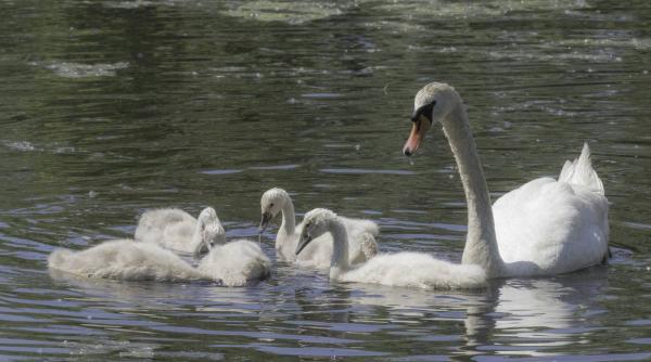 trei adolescenti omorat lebada furat pui crezut rata mare