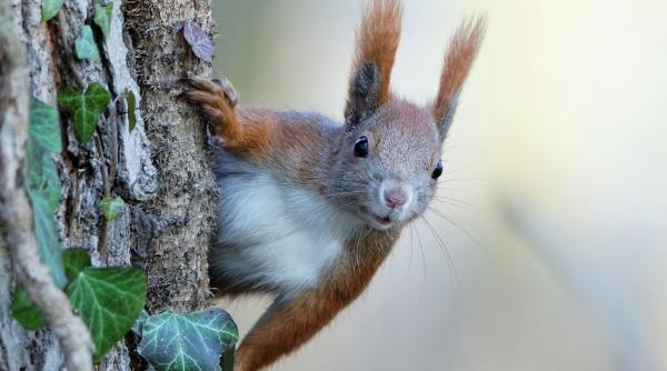 imagini virale cu o veverita care si a inscenat moartea pentru a le capta atentia stapanilor sai