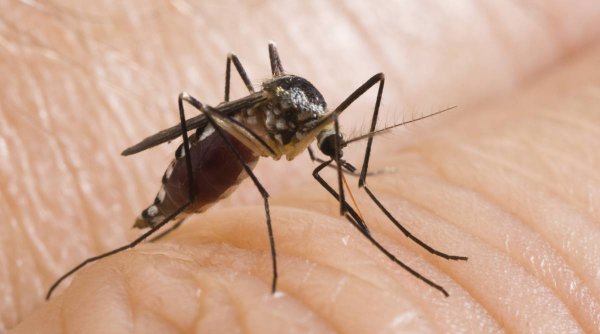 Înțepăturile de țânțar: Cele mai bune remedii naturiste pentru tratarea și vindecarea lor