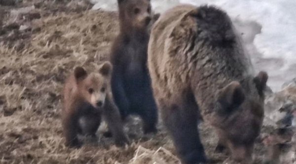 Ursoaică alături de doi pui, surprinsă la stația meteo Vârful Omu | Reacţia meteorologilor