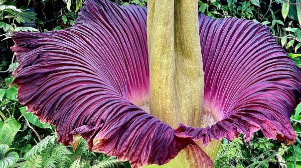 inflorit planta miroase cadavre mii oameni inghesuit vada fotografieze siettle