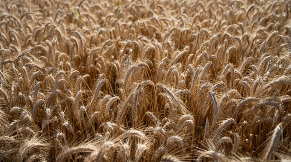 Polonia va menţine restricțiile asupra importurilor de cereale din Ucraina, indiferent de decizia Comisiei Europene