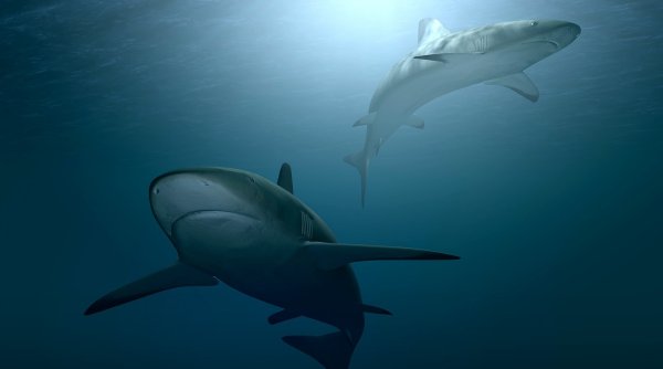 Mii de rechini, cu un comportament ciudat, sunt supecţi că ar fi drogaţi cu cocaina aruncată de traficanţi în ocean, în Florida
