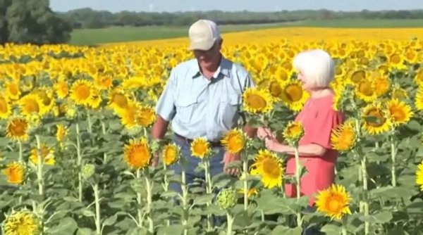 Bărbatul care a plantat peste un milion de flori pentru a-și surprinde soția: 