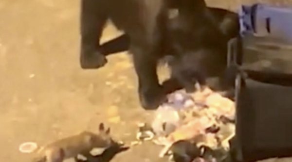 Un urs şi o vulpe au luat cina împreună la o pubelă de gunoi din Păltiniş
