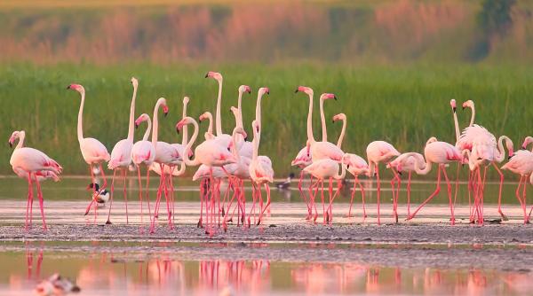 imagini spectaculoase cu pasari flamingo pe lacurile tuzla si nuntasi din dobrogea