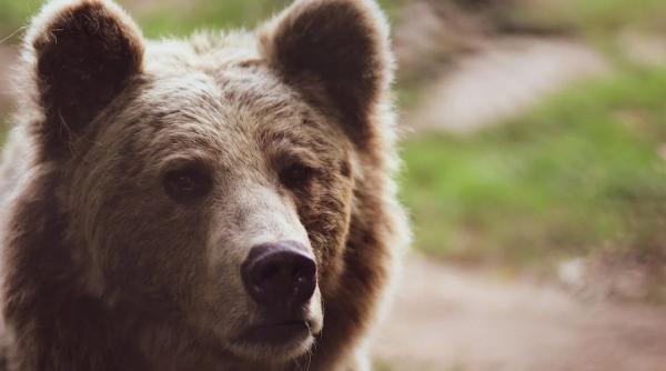 autoritati ploiesti urs terorizeaza locuitori cautat drona