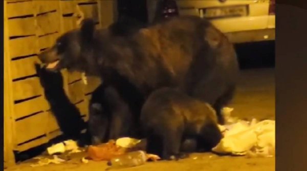 Ursoaică, surprinsă în timp ce lua masa împreună cu cei trei pui ai săi, la un tomberon, în Predeal
