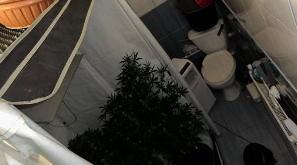 doi barbati constanta navodari plantatie canabis wc droguri