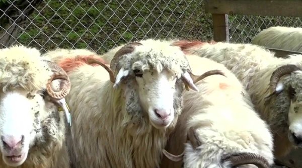 Balul Ciobanilor, concurs de frumusețe a ovinelor la stână, în Hunedoara