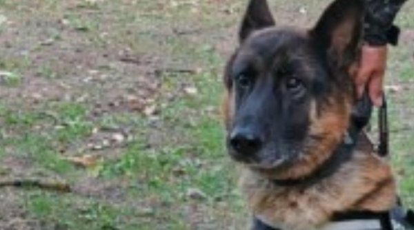 El este Kicsi, singurul câine polițist căutător de cadavre din Transilvania, care iese la pensie din cadrul IPJ Cluj