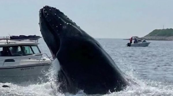 Un bărbat a murit după ce barca în care se afla a fost lovită de o balenă. 