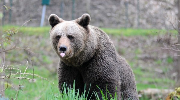 Mesaj RO-Alert în Ploieşti, după ce un urs a fost văzut lângă o fabrică de bere