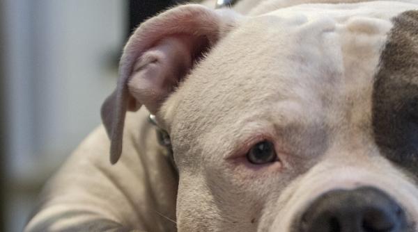 rasa caine american bully marea britanie