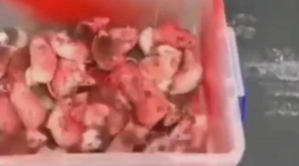 zeci soareci culori palestina aruncati mcdonalds marea britanie