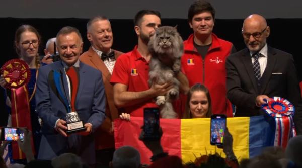 cel mai frumos motan lume romania premiat expozitie prestigioasa strasbourg