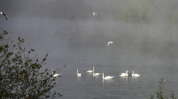 lebede gripa aviara balta olt dsvsa