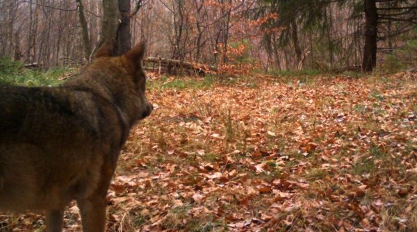 Primul hibrid lup-câine a fost descoperit în premieră în Carpaţii Meridionali | Avertismentul specialiştilor