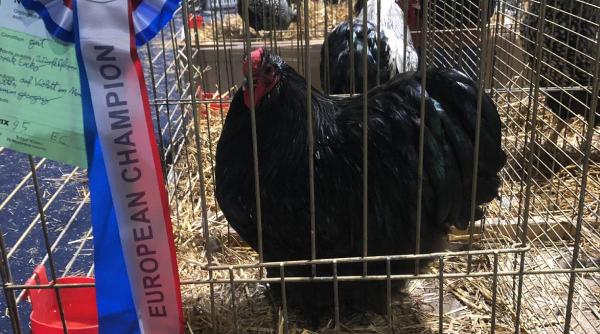 cea mai frumoasa gaina europa romania lugoj