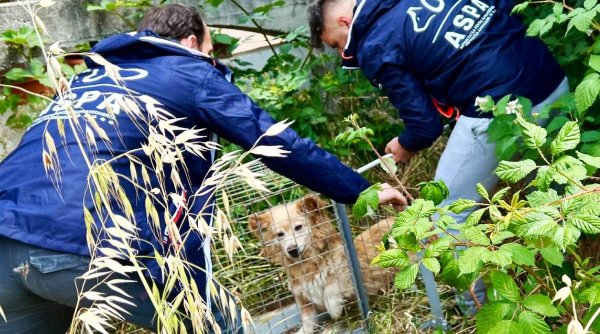 Numărul haitelor de câini din zona Lacului Morii, în creștere. ASPA: ”Capturarea este o soluție de moment, care nu rezolvă problema”