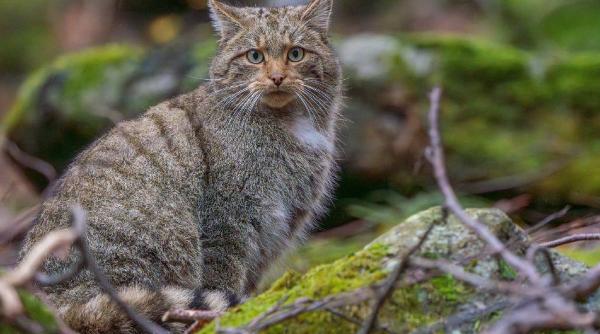 pisica salbatica parcul national retezat