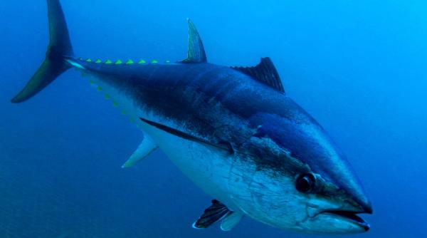 ton rosu vandut pret apartament lux japonia tokyo tara asiatica