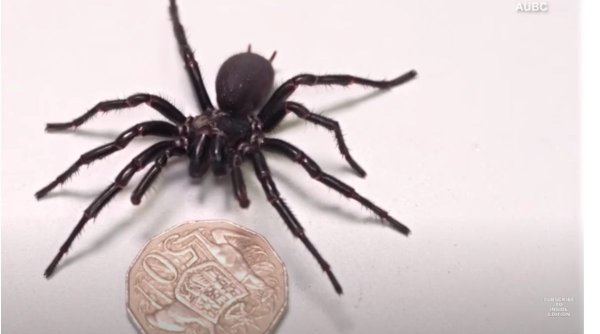 A fost descoperit cel mai mare păianjen mascul veninos din lume. Se găsește în Australia și măsoară 8 centimetri 