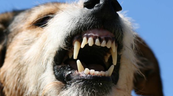 Proprietarii de câini periculoși, obligați să plătească RCA pentru animale. Amenda pe care o riscă deținătorii dacă nu plătesc asigurarea 