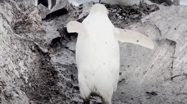Pinguin alb, extrem de rar, filmat în Antarctica: 