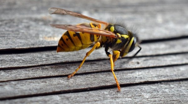 Viespile asiatice omoară albinele din Europa | Fenomenul îi îngrijorează pe eurodeputații italieni și cer Comisiei Europene să ia măsuri