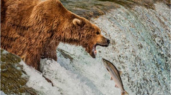 ferma piscicola apuseni ramasa fara 1 tona pastravi urs