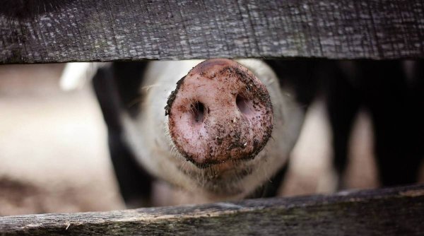 România ar putea rămâne fără carne de porc. Avertizările fermierilor: 