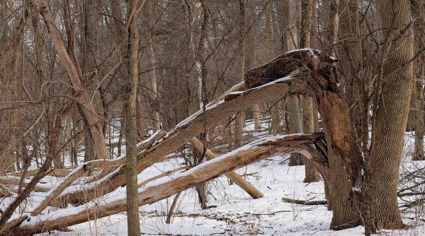 Un bărbat a murit într-o pădure din staţiunea Băile Olăneşti, după ce un copac a căzut peste el