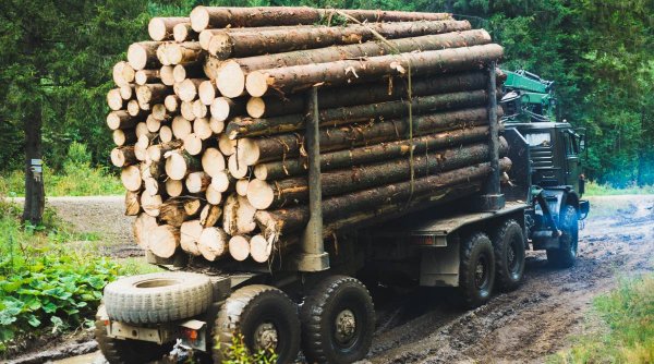 Mafia lemnului din Baia de Aramă, condusă de un ofițer de Poliție. Filmul întregului jaf din pădurile României