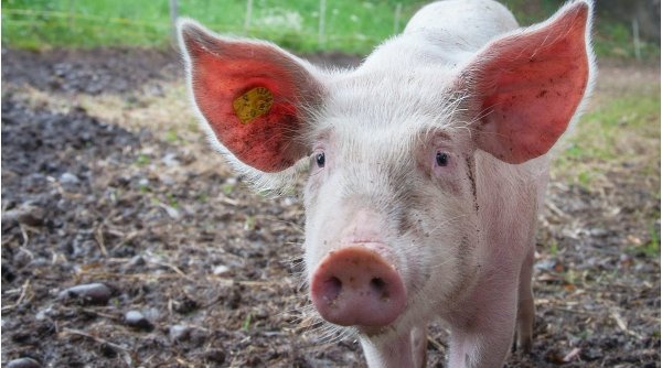 Carnea de porc consumată în România, foarte scumpă și în mare parte din import