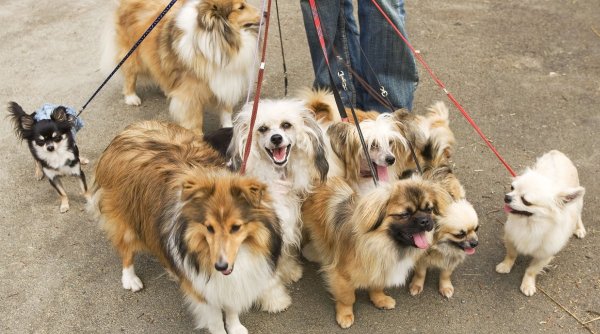 Cei care plimbă câinii altora pot câștiga venituri uriașe. Un american încasează anual o sumă cu șase cifre